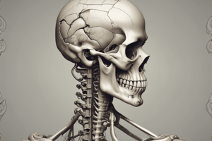 Bones of the Lower Limb