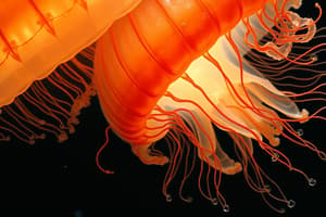 Ctenophores Flashcards