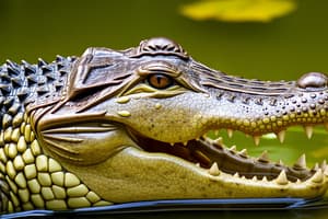 Crocodiles and Alligators Flashcards