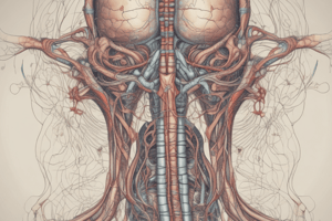 Anatomy of Thoracic Organs