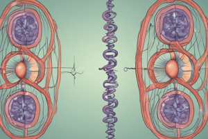 Mitosis vs Meiosis Overview