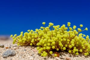 Desert Moss and Space Exploration