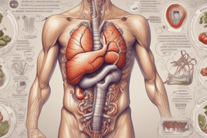 Digestive System Overview