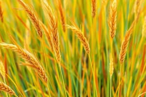 Eragrostis Tef: History and Use as Food