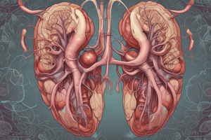 Human Anatomy: Kidneys and Renal Hilum