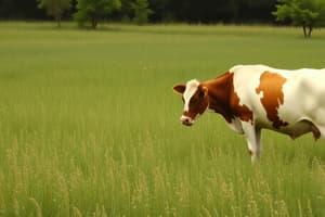 Cultivated Forage and Pasture Management