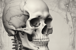 Anatomy of the Skull