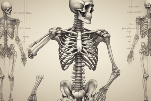 Bones of Lower Limb