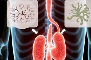 Metabolisme Intermediari: Processos Oxidatius