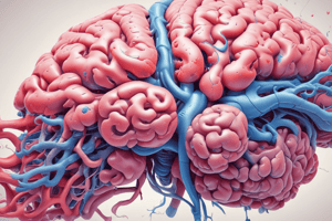 Cerebrospinal Fluid and Ventricles Quiz