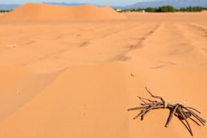 Le sable : une ressource en danger