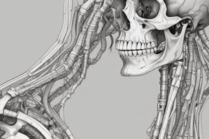 Anatomy of the Axial Skeleton