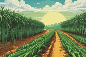 Requirements for Sugarcane Growth