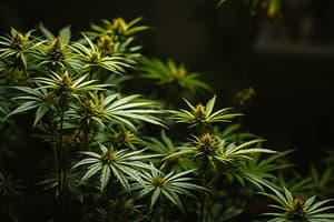 Cannabis Cultivation Techniques Quiz