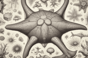 Deuterostomes and Chordates