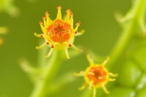 Tejidos Fundamentales de las Plantas