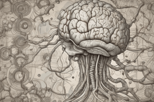 Anatomy of the Brain Stem