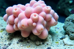 Phylum Porifera: Sponges Overview