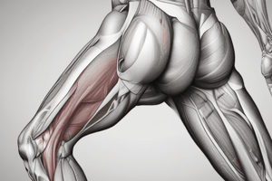 Medial Thigh Muscle Anatomy Quiz