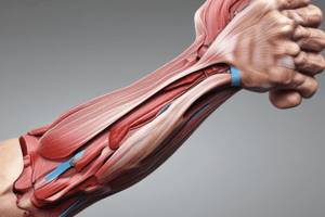 Anterior Aspect of the Forearm and Cubital Fossa Anatomy Quiz