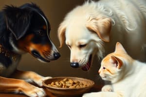 Chien et Chat: Alimentation et Communication