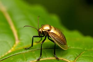 El escarabajo de oro – Edgar Allan Poe