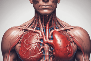 Circulatory System and Blood Flow