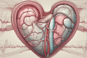 Cardiac Muscle Function