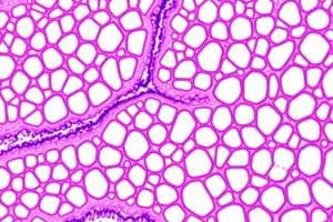 Epithelial Tissue Types and Functions