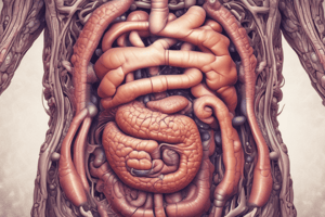 Human Digestive System Overview