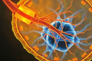 Cellular Respiration: ATP, Glycolysis and more