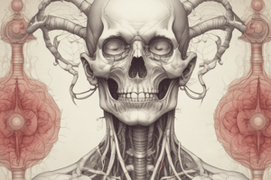 Respiratory Anatomy 1.4