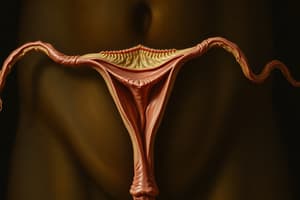 Male Reproductive System Quiz