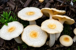 Fungus Introduction