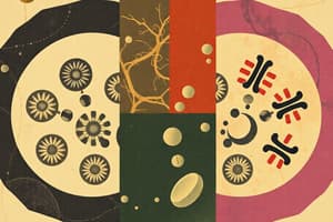 Mitosis Phases Overview