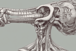 Anatomy of the Pharynx