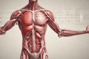 Blood Circulation Pathway