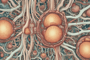 Chapter 25: The Urinary System