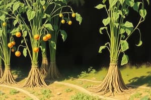 Knol-Khol: Cultivation and Varieties