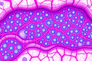 Connective Tissue: Types, Cells, and Characteristics