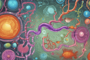 Metabolic Pathways of Glutathione and Uronic Acid