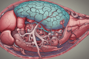 Anatomy of Liver Structure and Blood Vessels