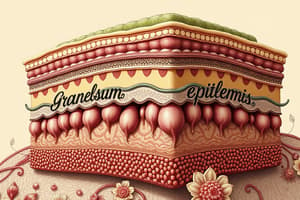 Stratum Granulosum Overview