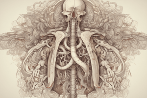 Respiratory System Overview