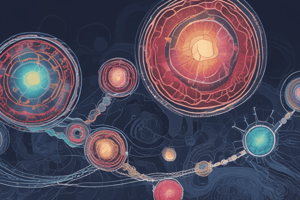 Meiosis II Process