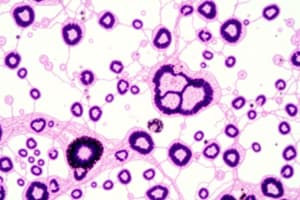 Histologie: Tissus et Fonctions Cellulaires