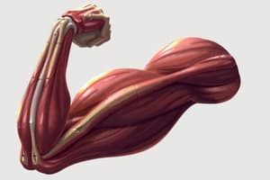 Kol Kasları Anatomisi: Biceps Brachii