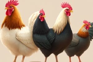 Especies y Razas de Gallinas