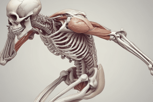 Skeletal Systems and Muscle Movement