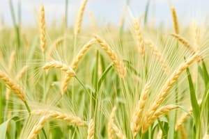 Biochimica degli alimenti: Cereali e tuberi